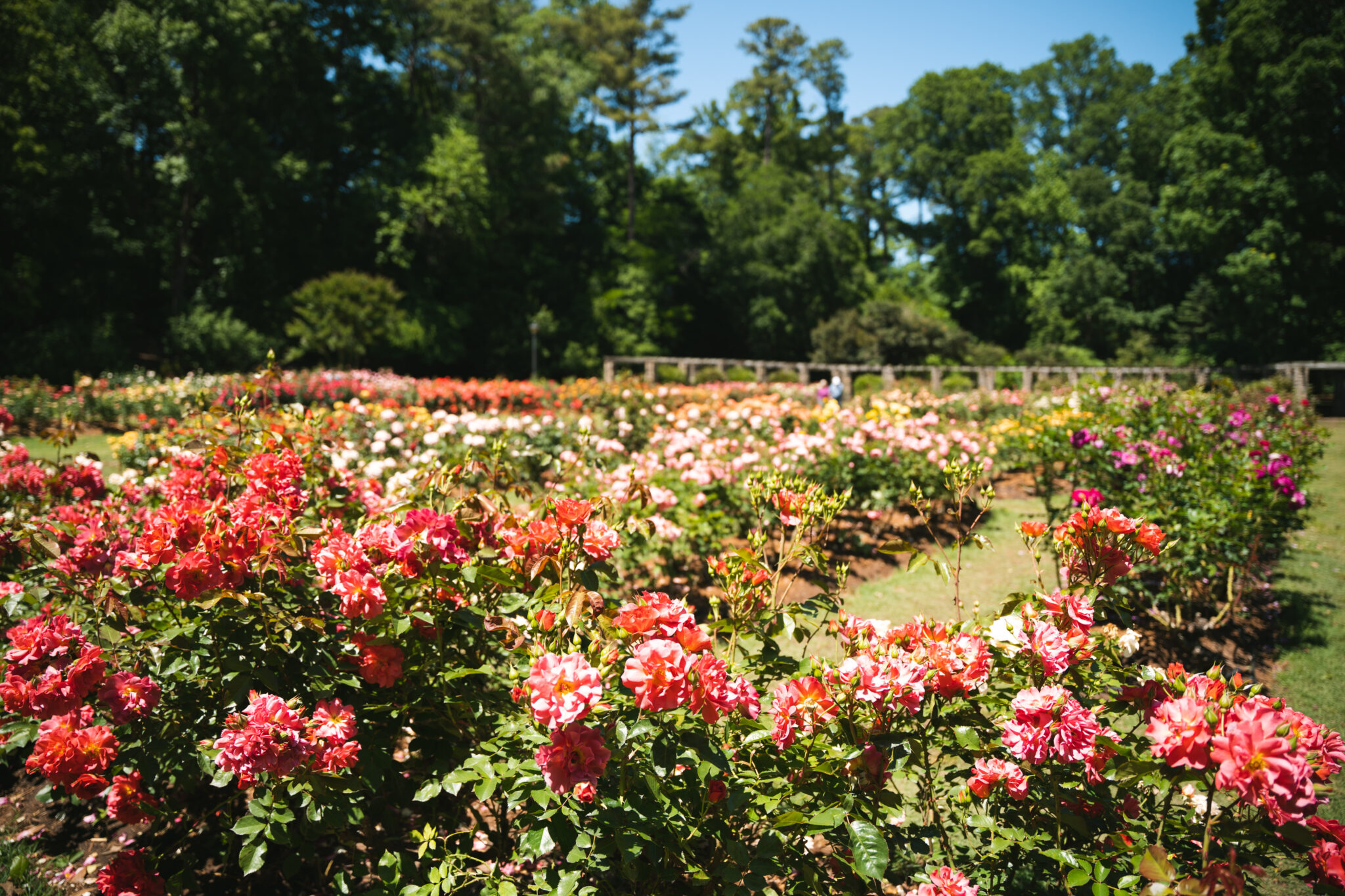 Raleigh Rose Garden Open Year Round Constructive Marketing